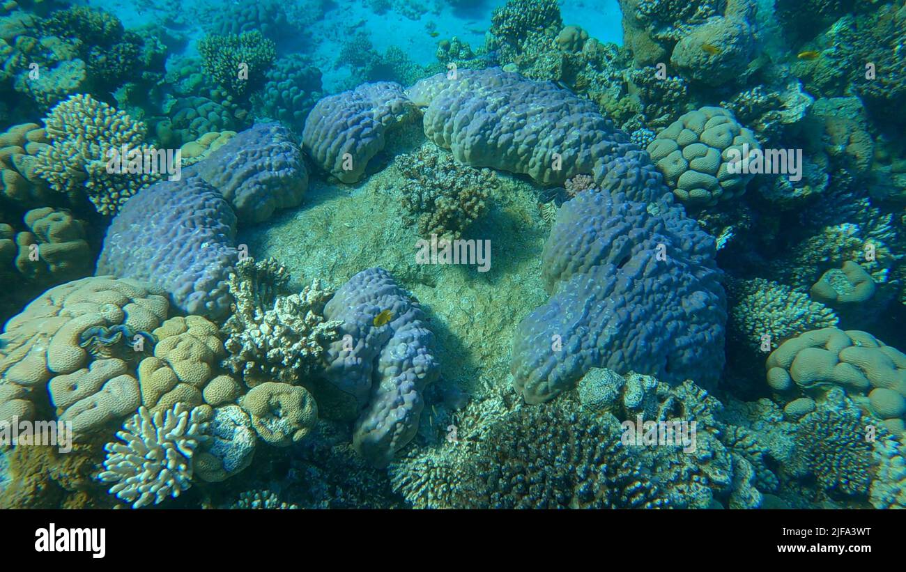Beautiful tropical coral reef in the shape of a ring, hard coral (Porites lutea) . Camera moving forwards. Underwater life in the ocean. Red sea Stock Photo