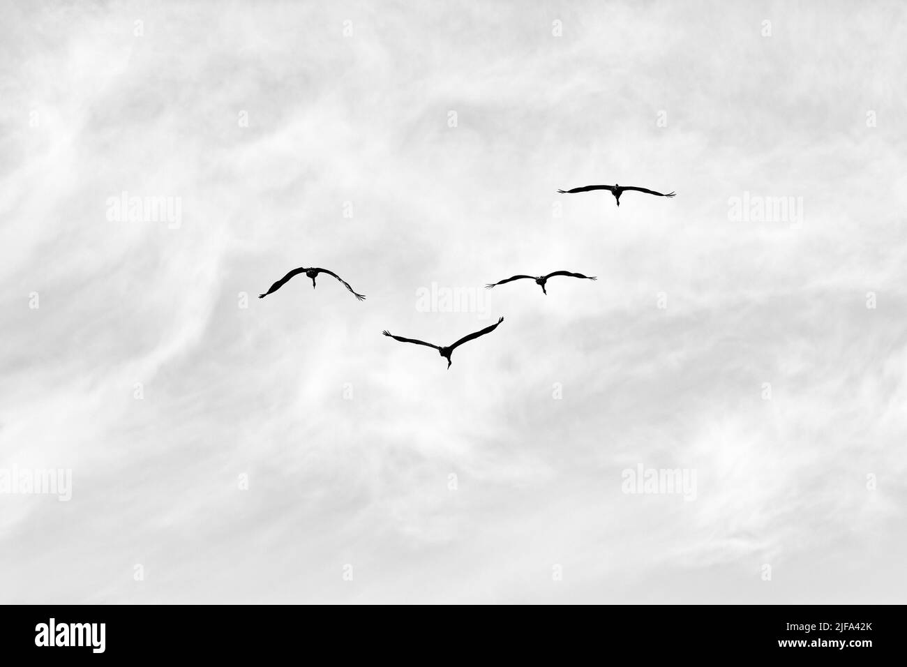 Four flying common cranes (Grus grus), bird migration, silhouettes in a slightly cloudy sky, text free space, black and white photo, Gotland Island Stock Photo
