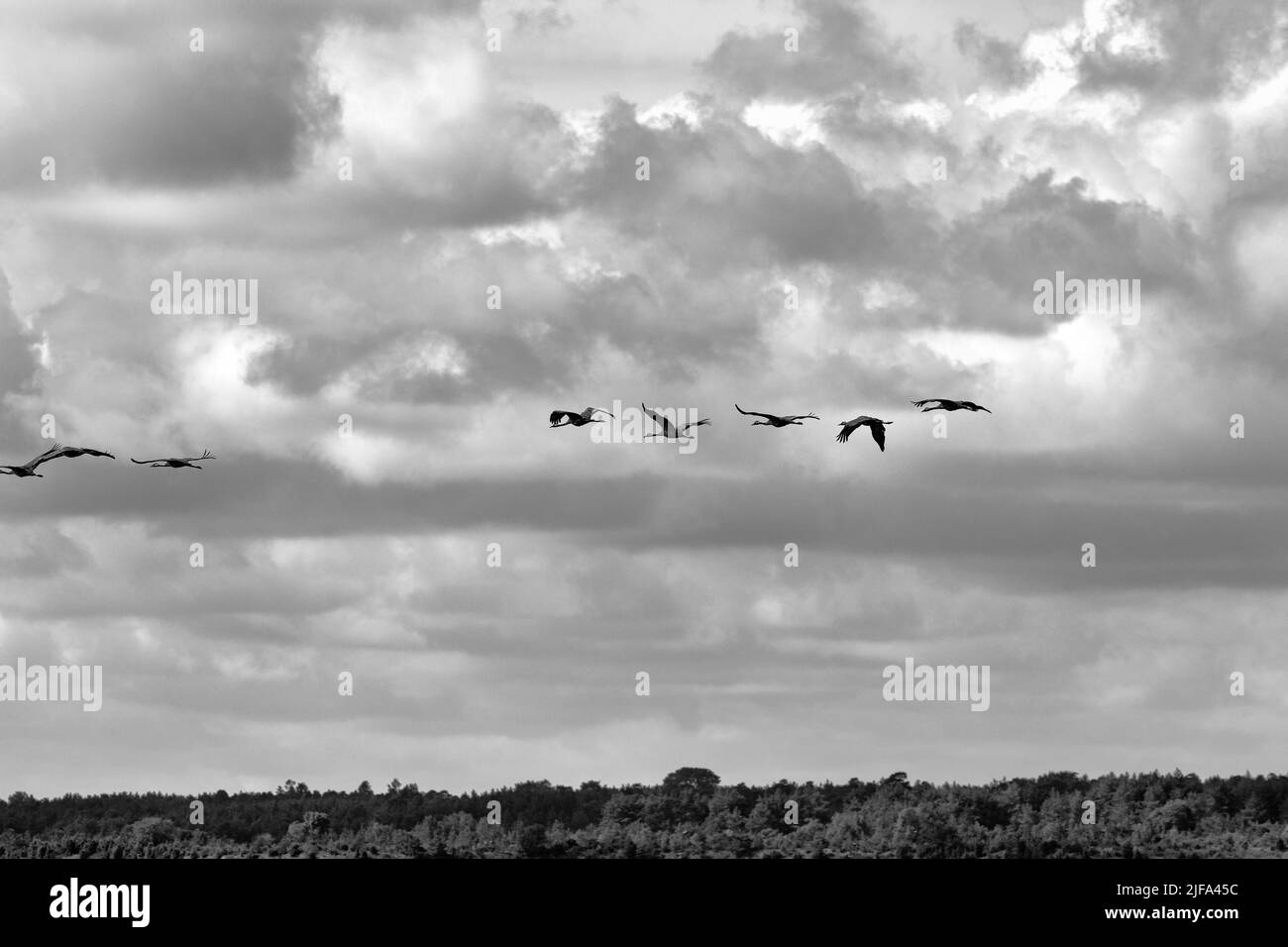 Cranes flying one behind the other, common crane (Grus grus), bird migration in cloudy sky, dreary weather, Slite, wooded bay Vaegumeviken, Gotland Stock Photo