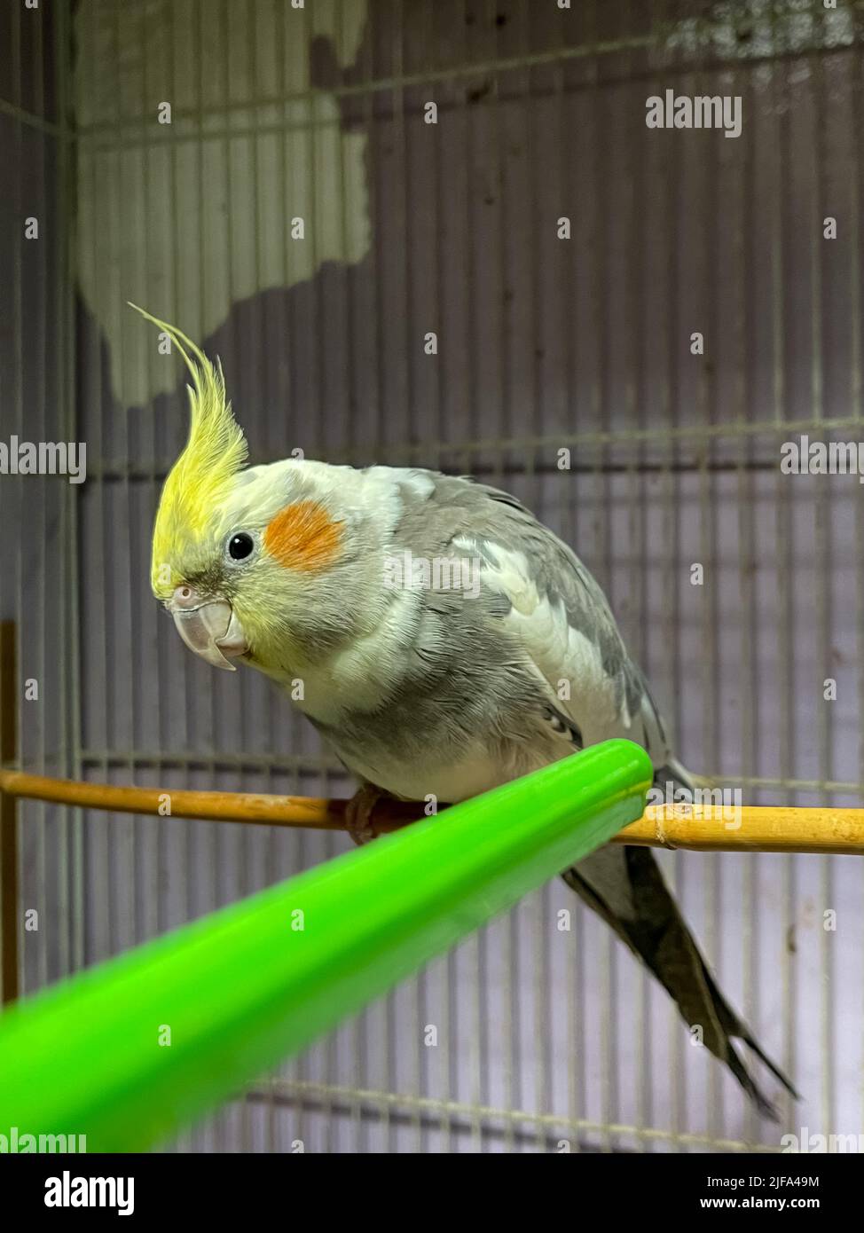 Yellow cocktail parrot inside a cage Stock Photo Alamy
