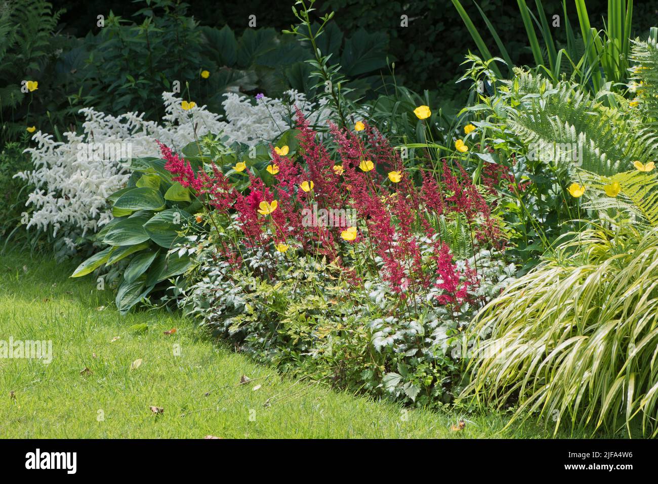 Flowerbed with daisy trees (Astilbe japonica), Emsland, Lower Saxony, Germany Stock Photo