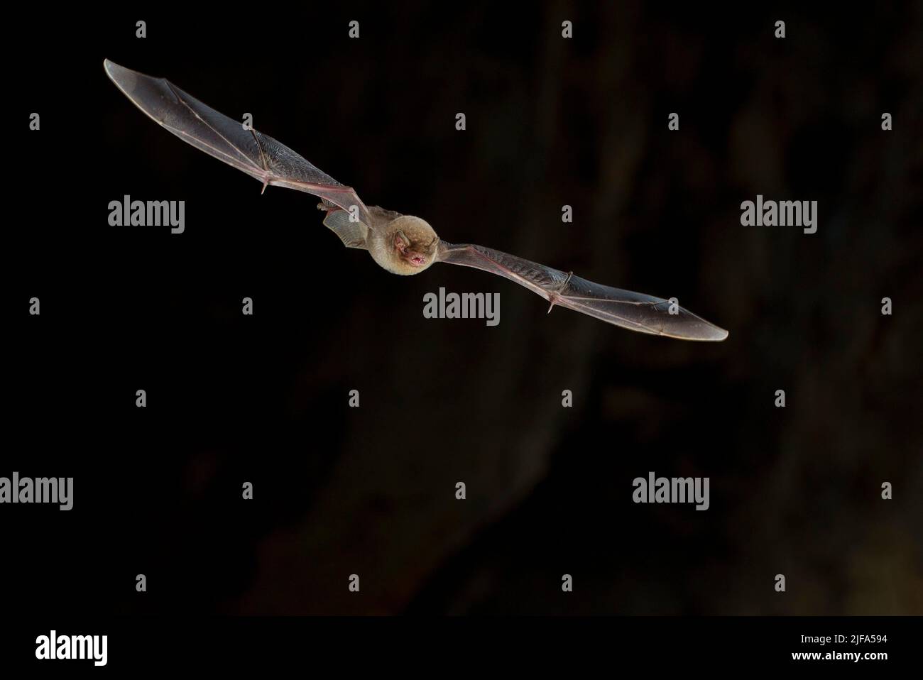 Common bent wing bat hi-res stock photography and images - Alamy