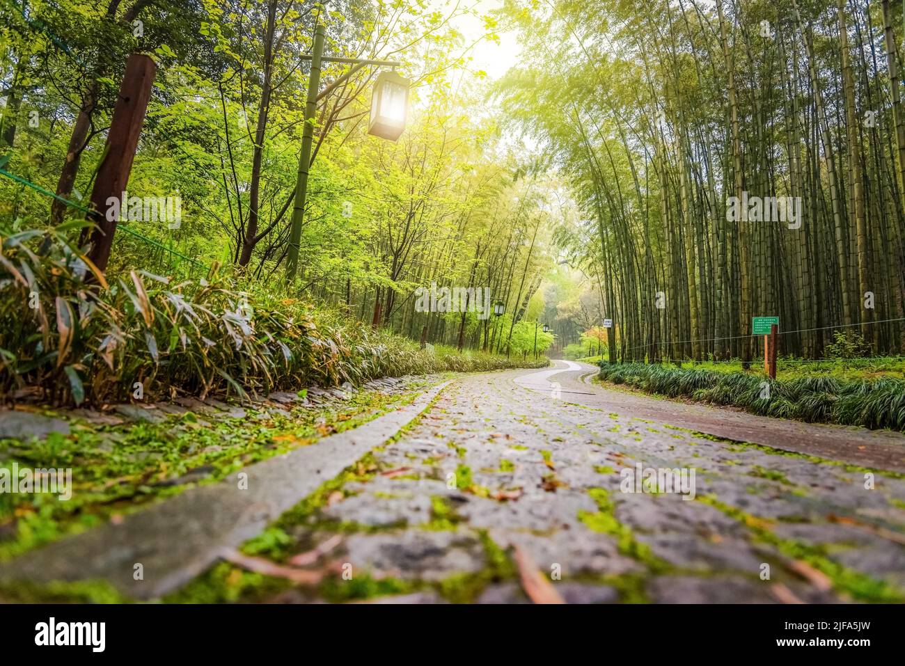 A path in china with bamboo trees, a path in a tourist park in china (Picea) Schrenkiana Forest Stock Photo