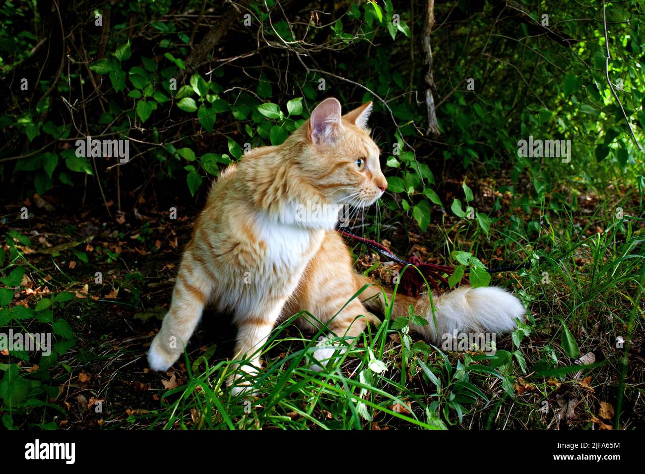 The Cat Has a Walk in the Forest Stock Photo - Alamy