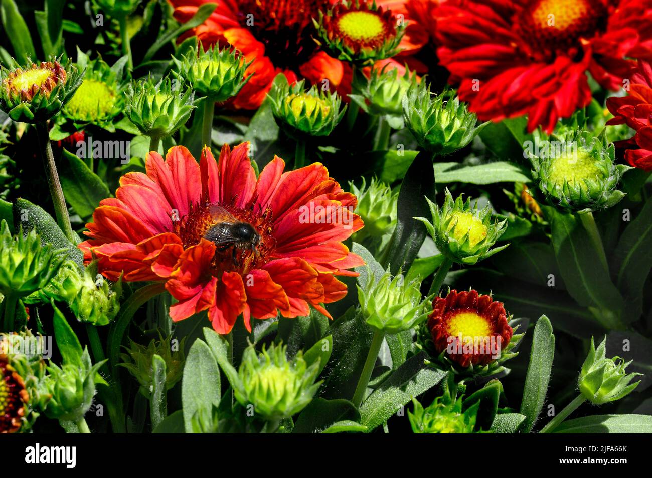 Cocklebur flowers (Gaillardia), also parrot flowers with bumblebee, Allgaeu, Bavaria, Germany Stock Photo