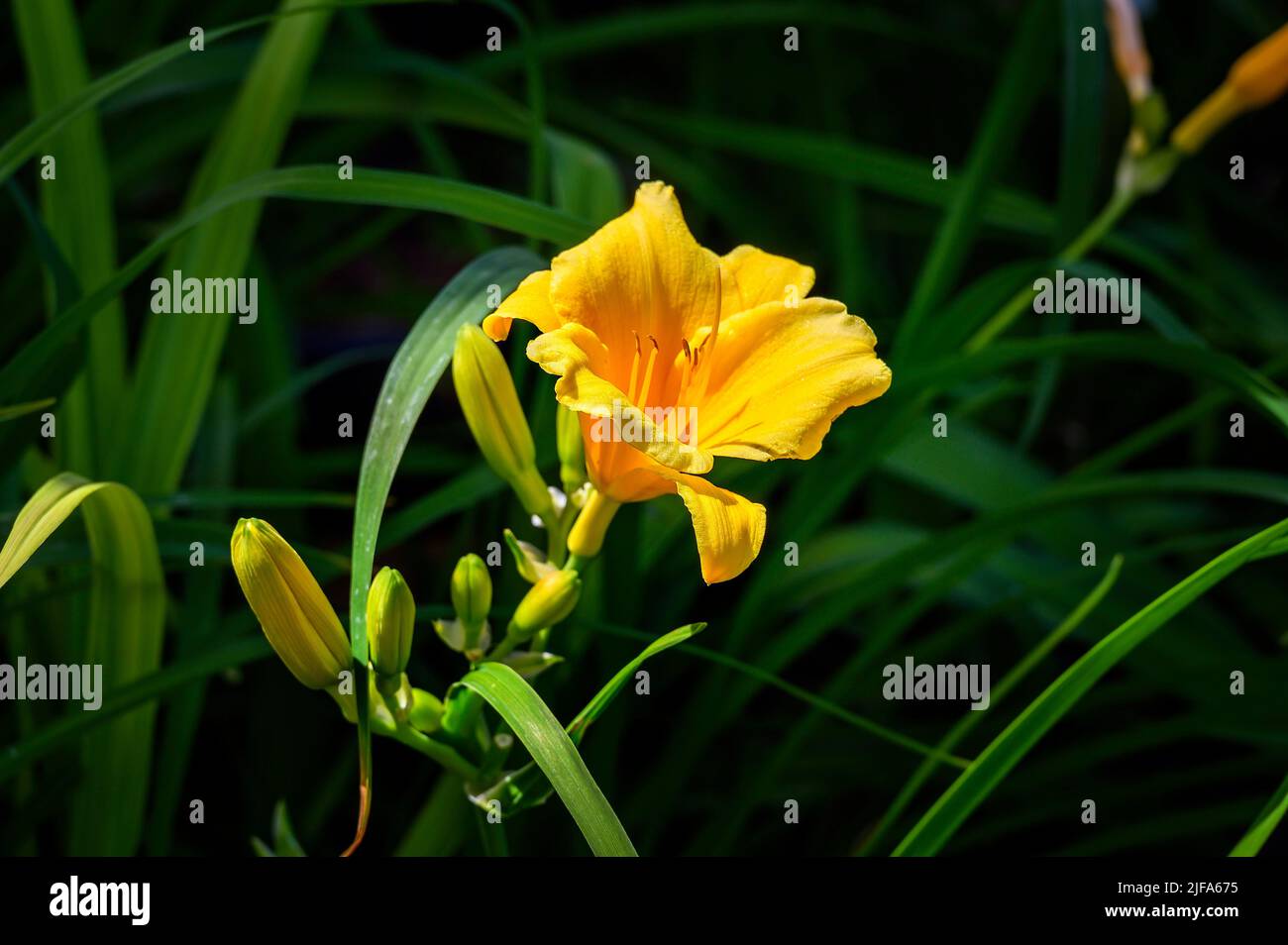 Daylilies (Hemerocallis), Stella de Oro (Hemerocallis Hybride), Allgaeu ...