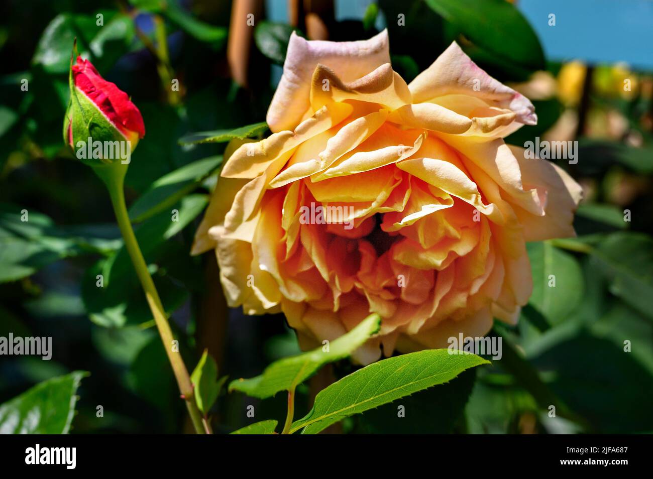 Shrub rose (Rosa), Allgaeu, Bavaria, Germany Stock Photo - Alamy
