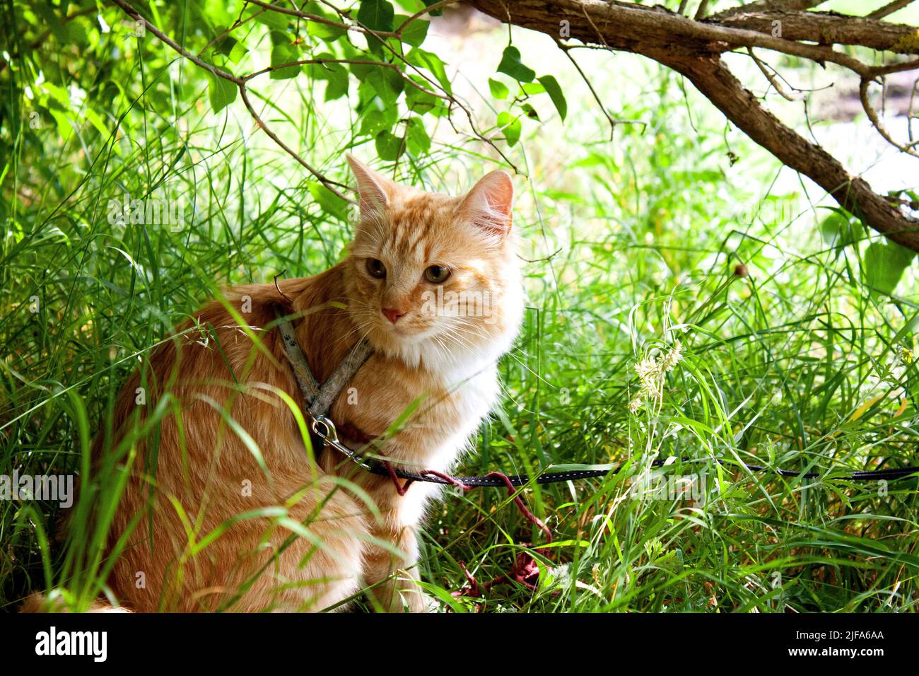 The Cat Has a Walk in the Forest Stock Photo - Alamy