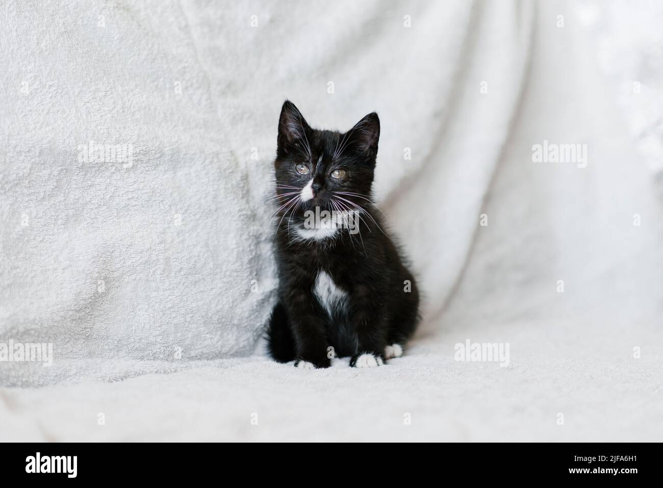 Black with white spots little cat sitting on the couch Stock Photo Alamy