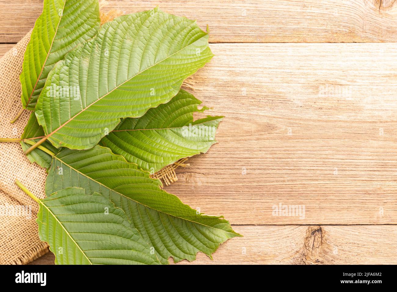 Fresh green Mitragyna speciosa leaf or kratom tree on wooden table background Stock Photo