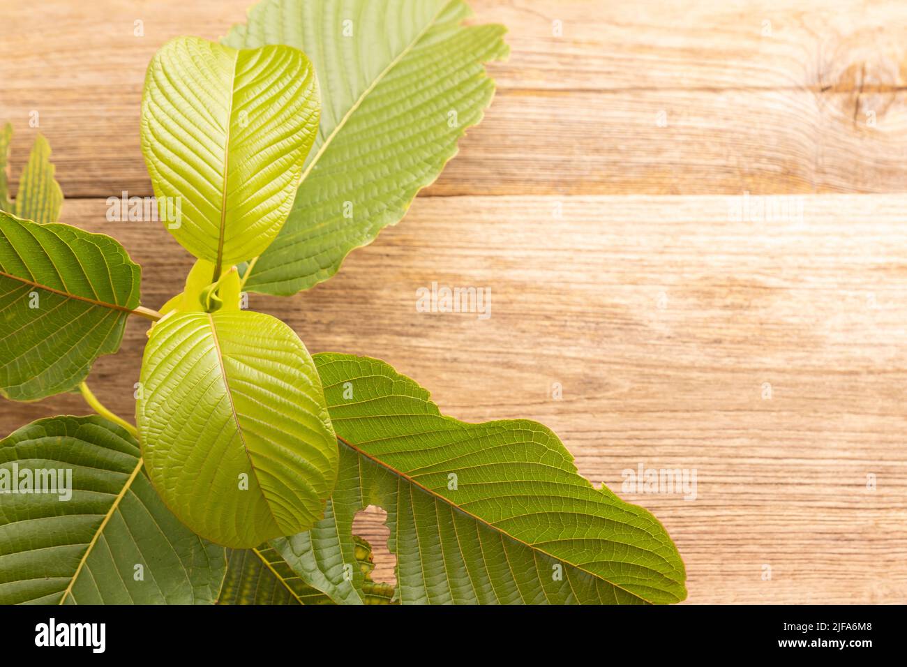 Fresh green Mitragyna speciosa leaf or kratom tree on wooden table background Stock Photo