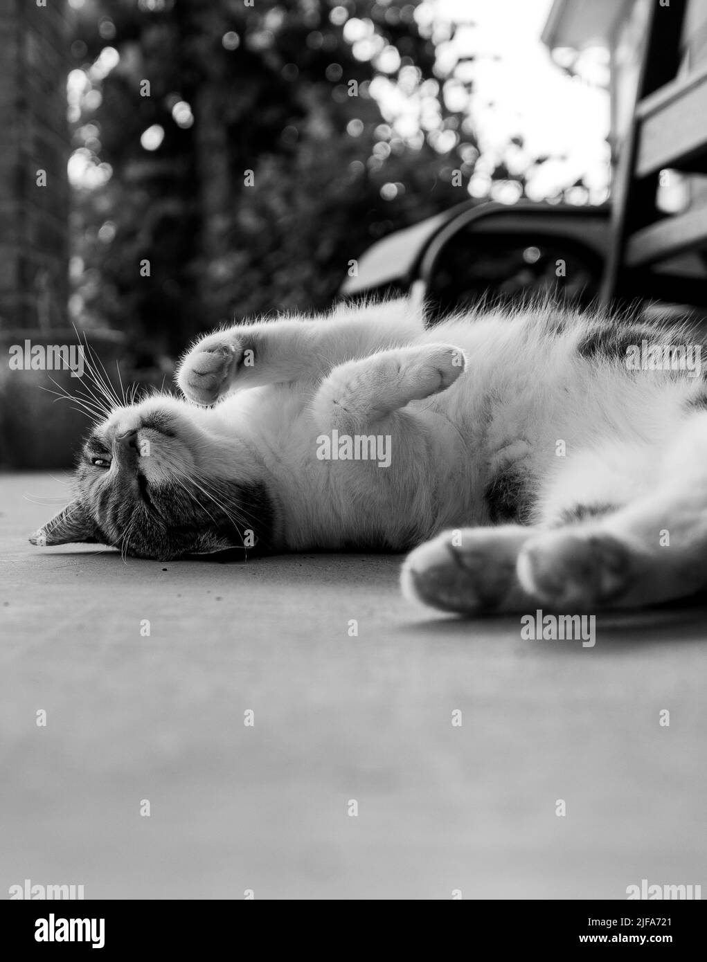 A lazy white cat lying on the floor Stock Photo - Alamy