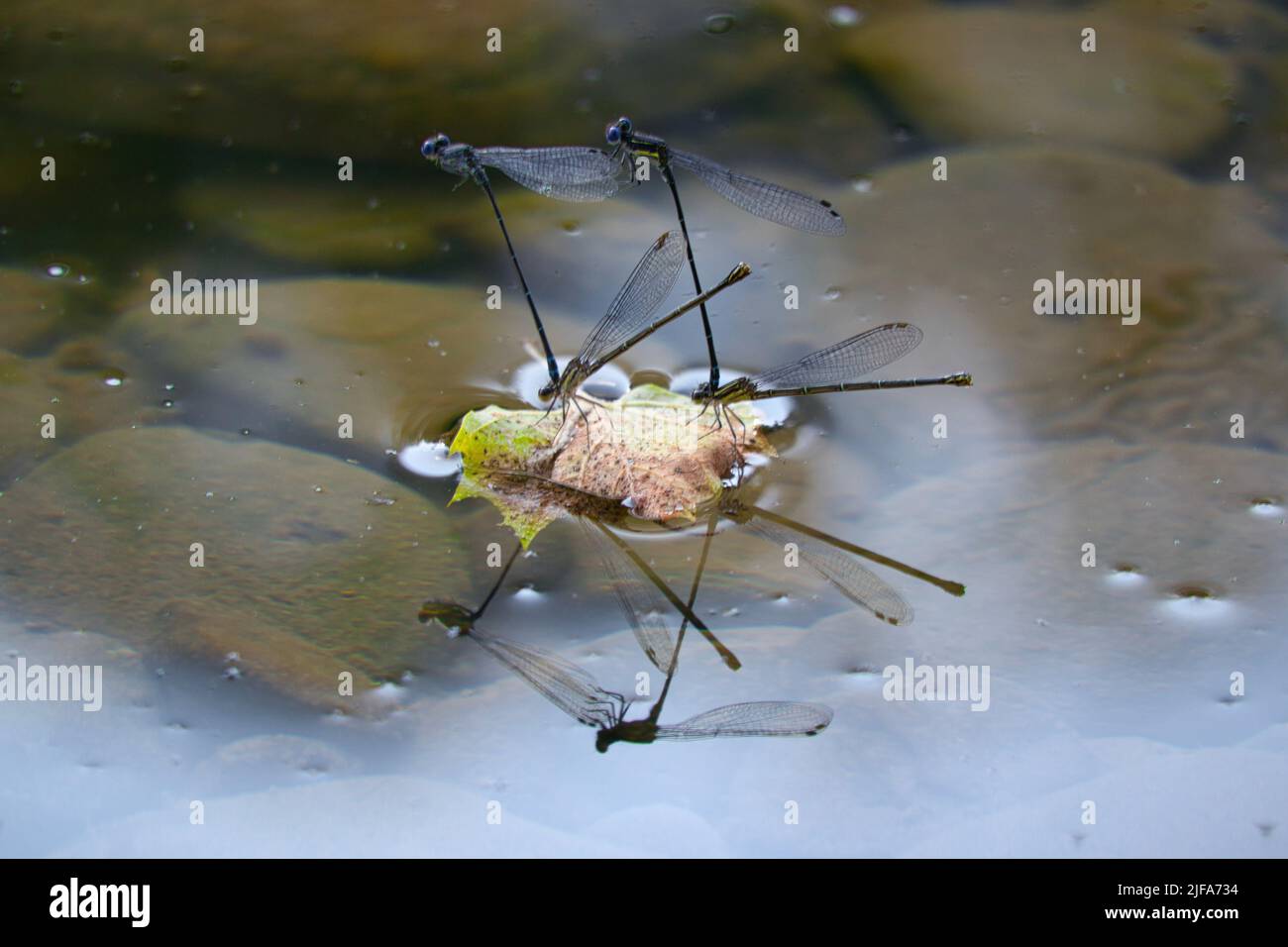 A group of dragon flies perching on a floating dry leaf Stock Photo - Alamy