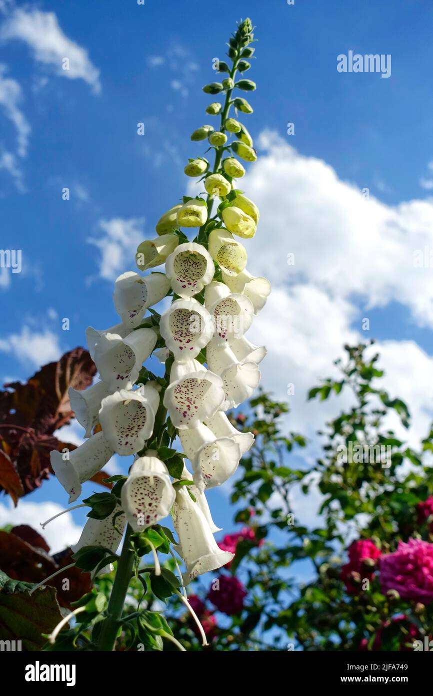 Digitalis purpurea, foxgloves, Berlin, Germany Stock Photo - Alamy