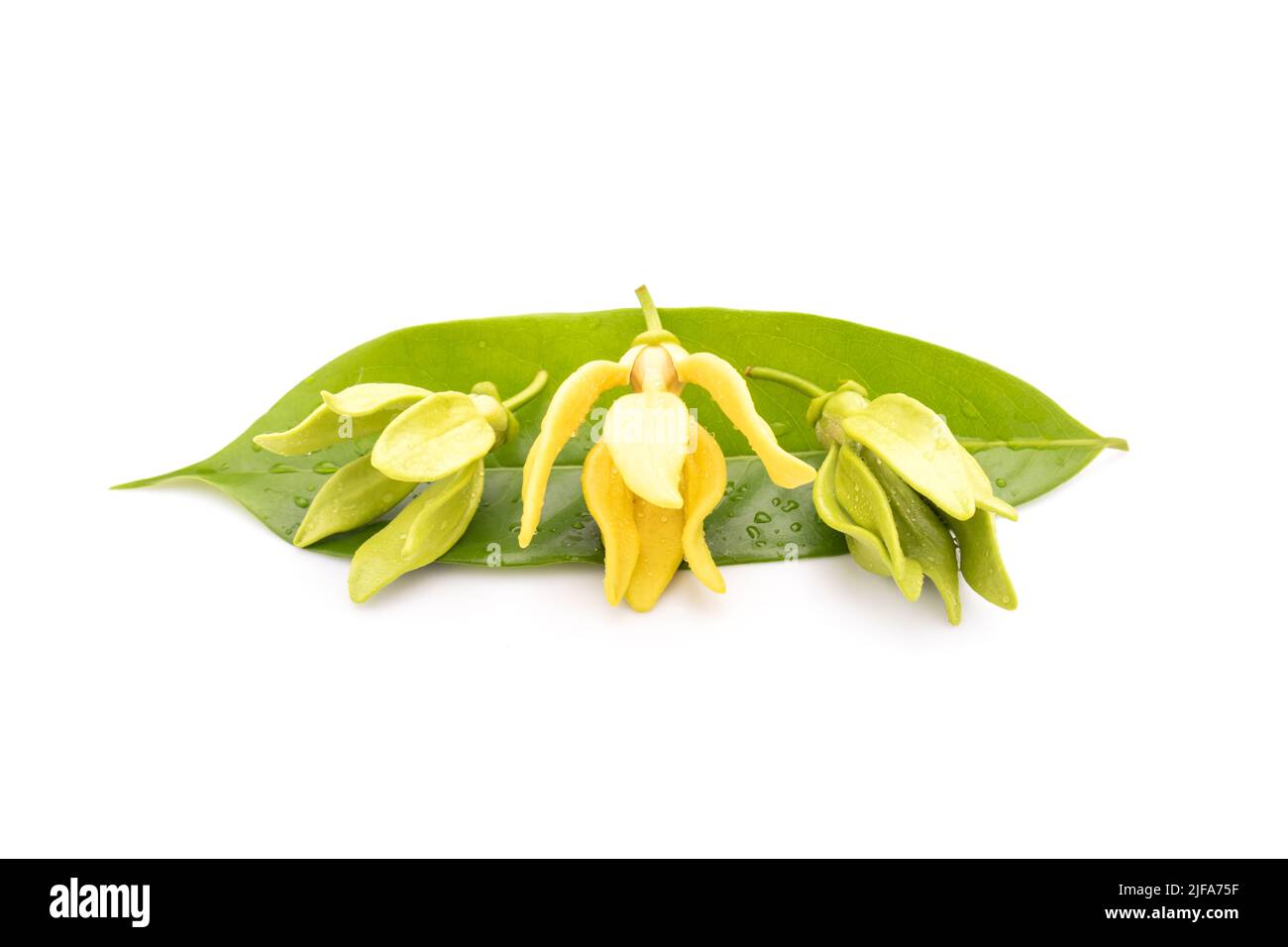 Bloom and leaf of Ylang-ylang (Cananga odorata) isolated on white background Stock Photo