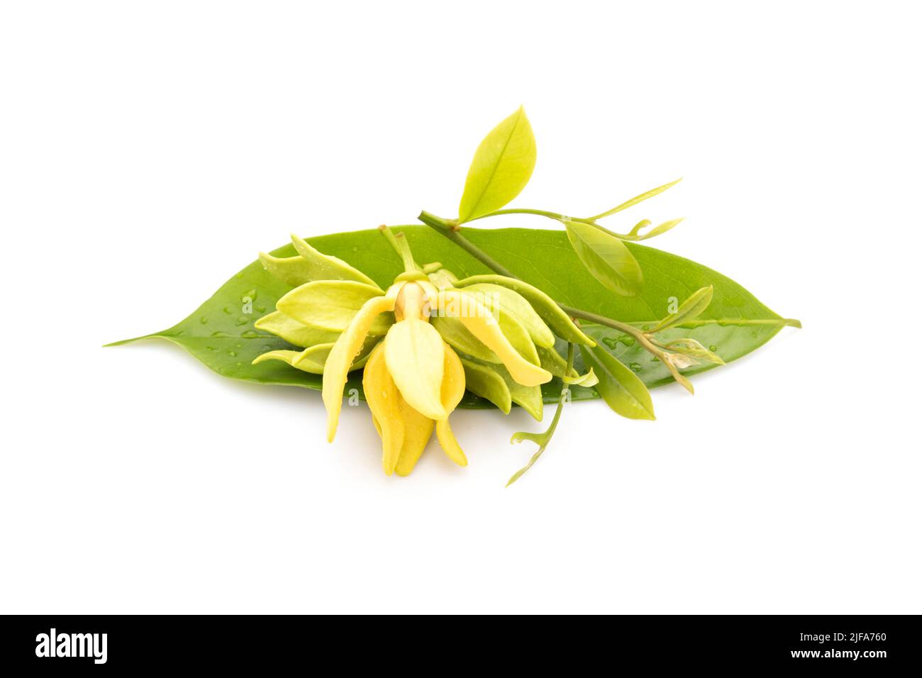 Bloom and leaf of Ylang-ylang (Cananga odorata) isolated on white background Stock Photo