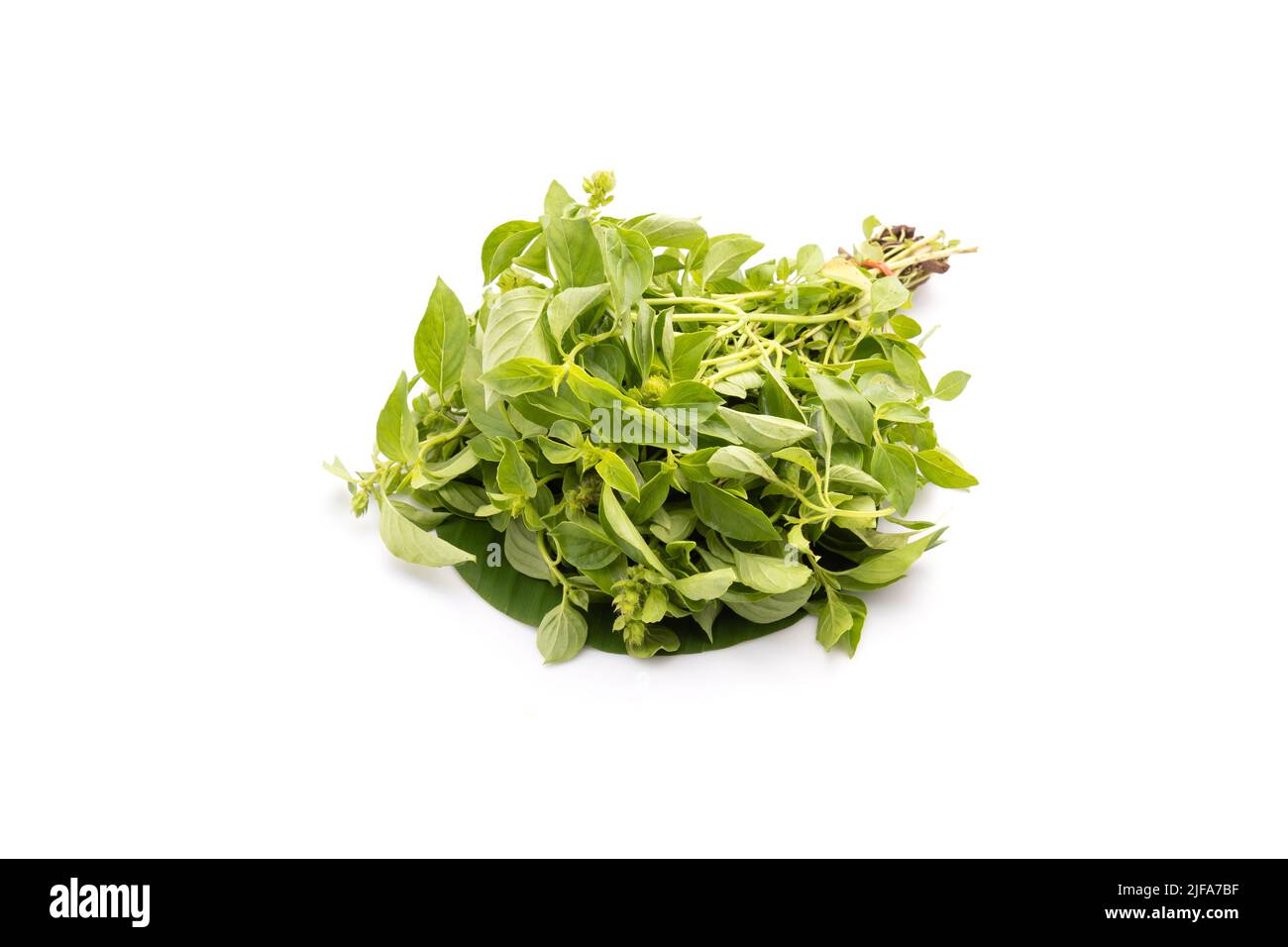 Bundle of Thai green basil leaf or Hairy Basil isolated on white