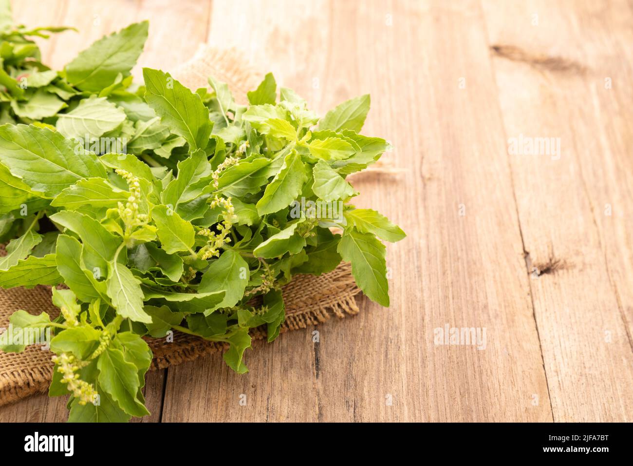 Close up Bundle of Thai green basil leaf or Hairy Basil on wooden table ...