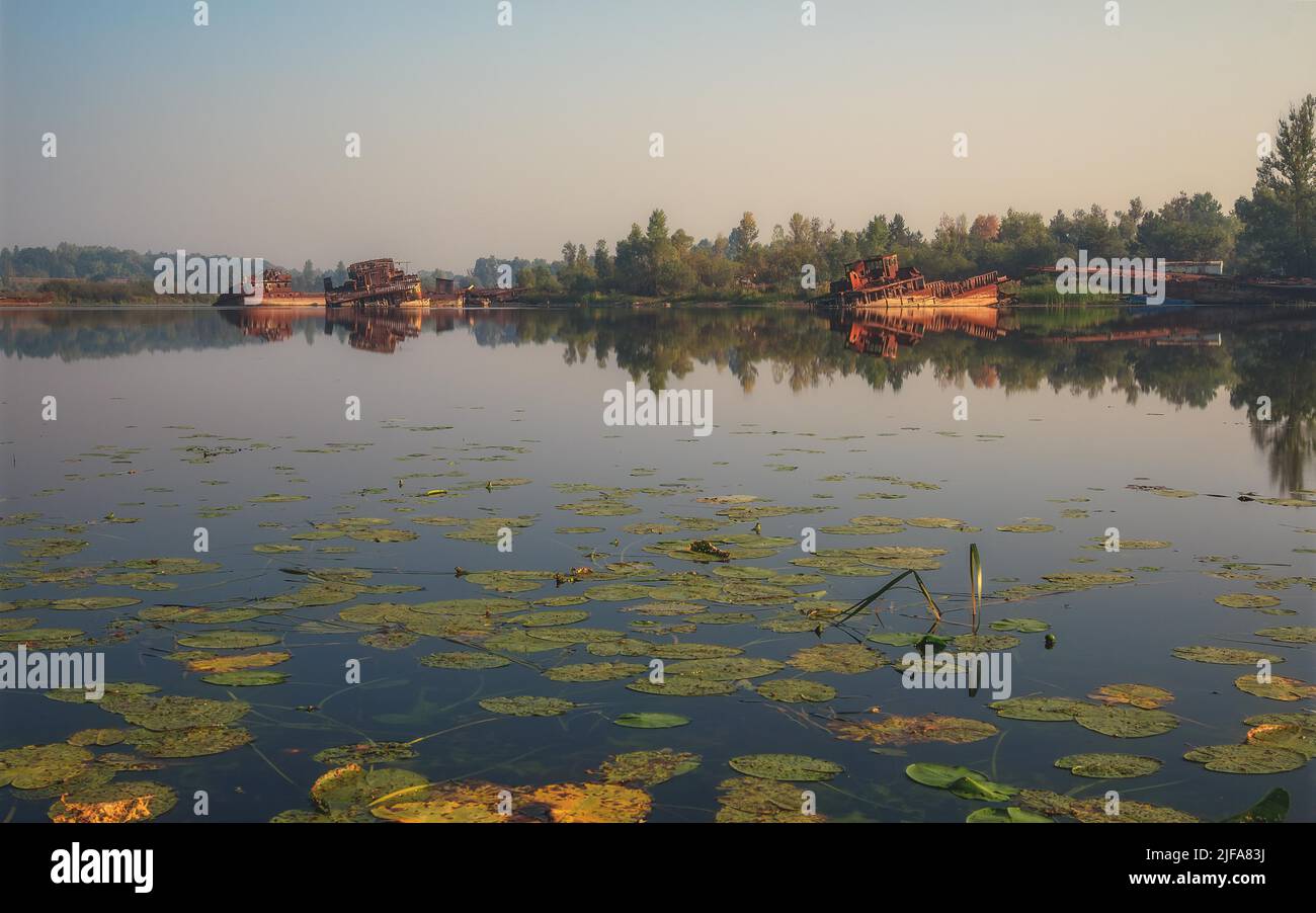 Water lilies, Abandoned ships, Chernobyl exclusion zone, Kiev oblast, Ukraine Stock Photo