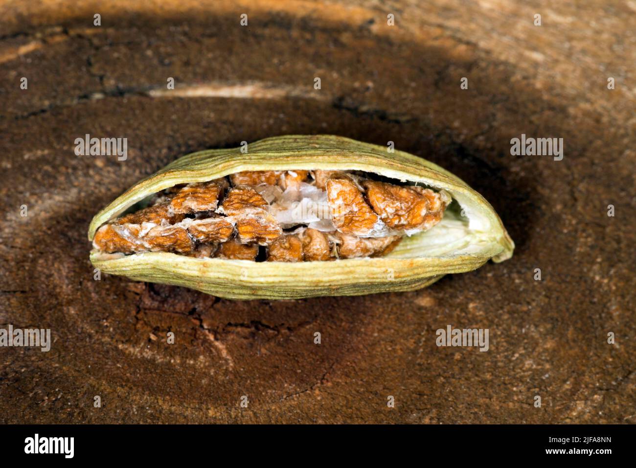Cut open pod of green cardamom (Elettaria cardamomum Stock Photo Alamy