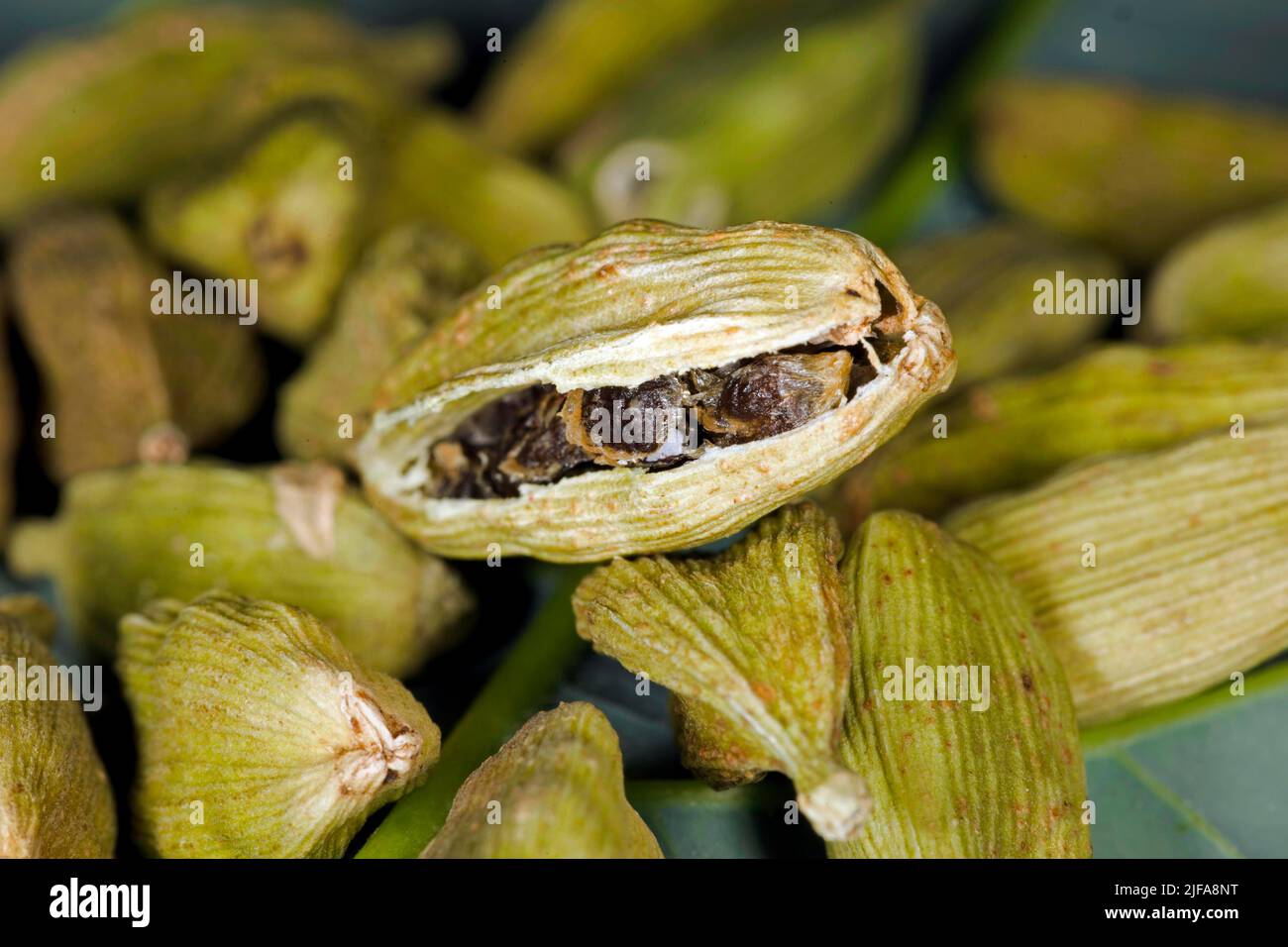 Cut open pod of green cardamom (Elettaria cardamomum) Stock Photo