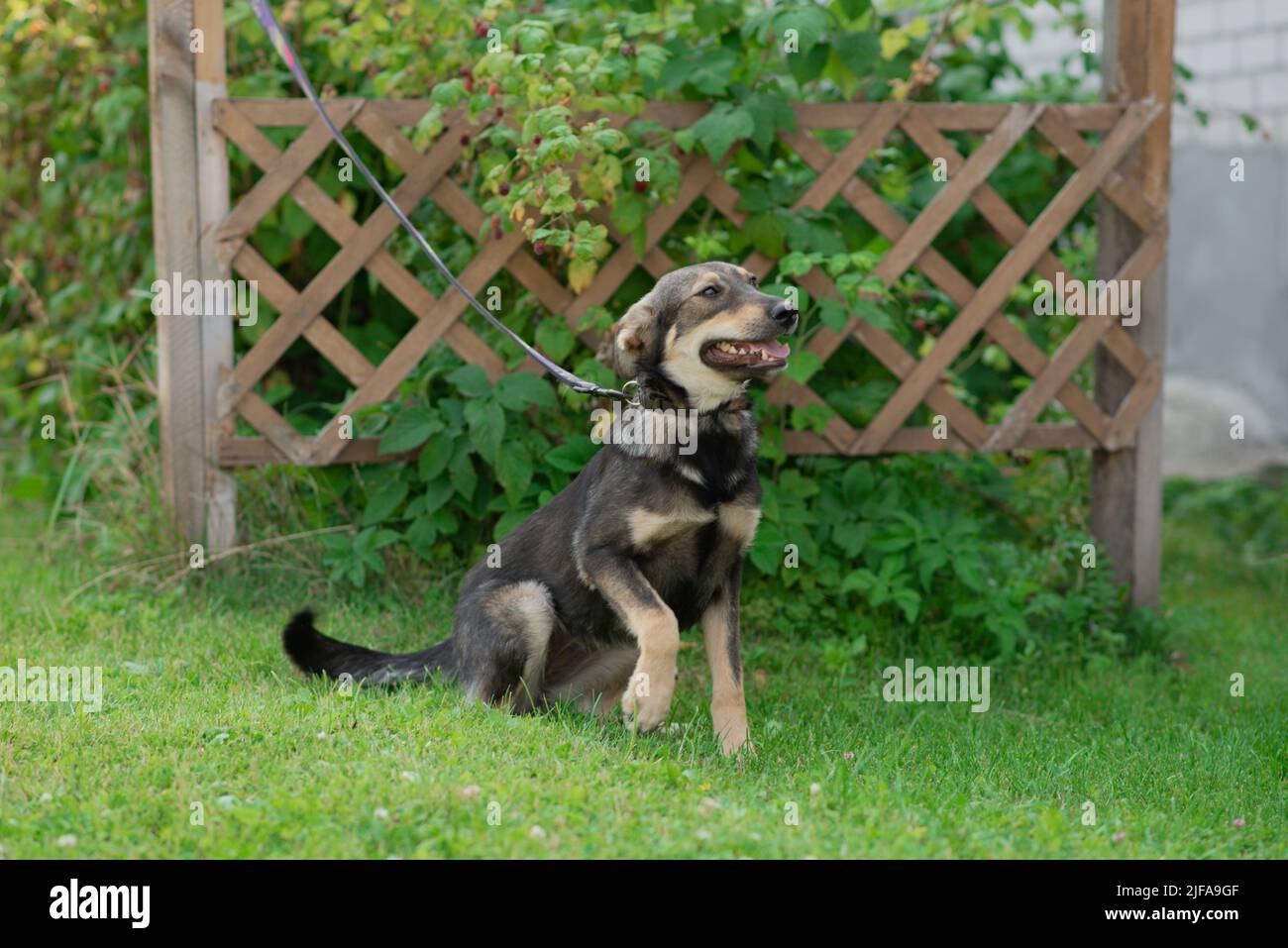 A domestic mongrel dog on a leash on a walk in the summer Stock Photo