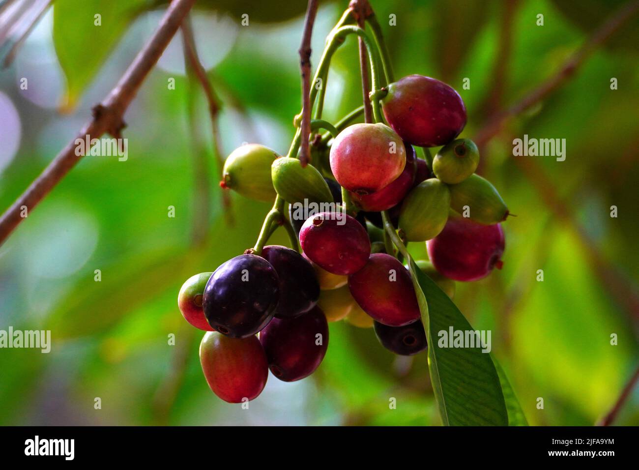 Indian Farmers Picks Jamun (Black Plums) Fruit from a farm in the