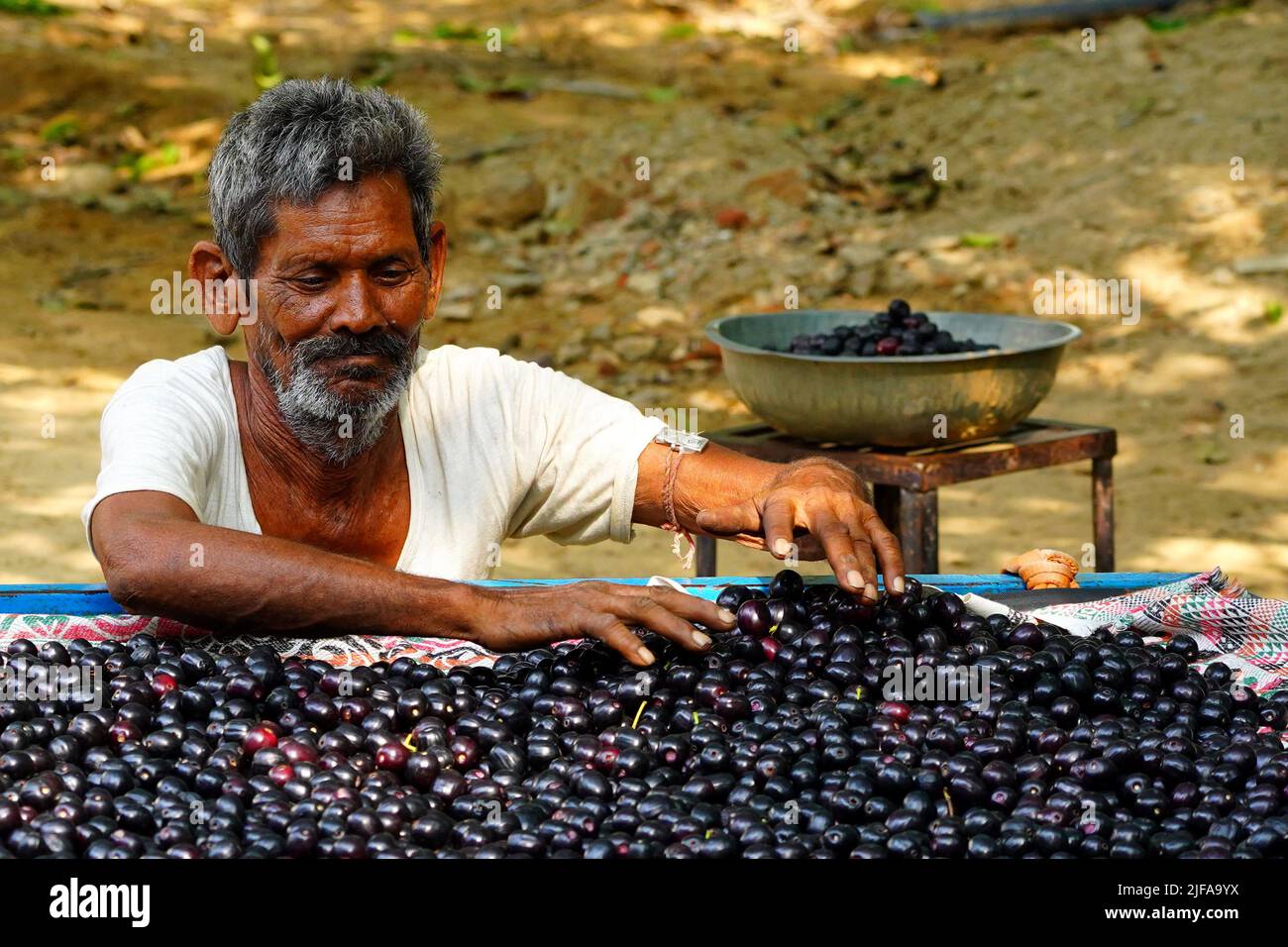 Indian Farmers Picks Jamun (Black Plums) Fruit from a farm in the Outskirts of Pushkar