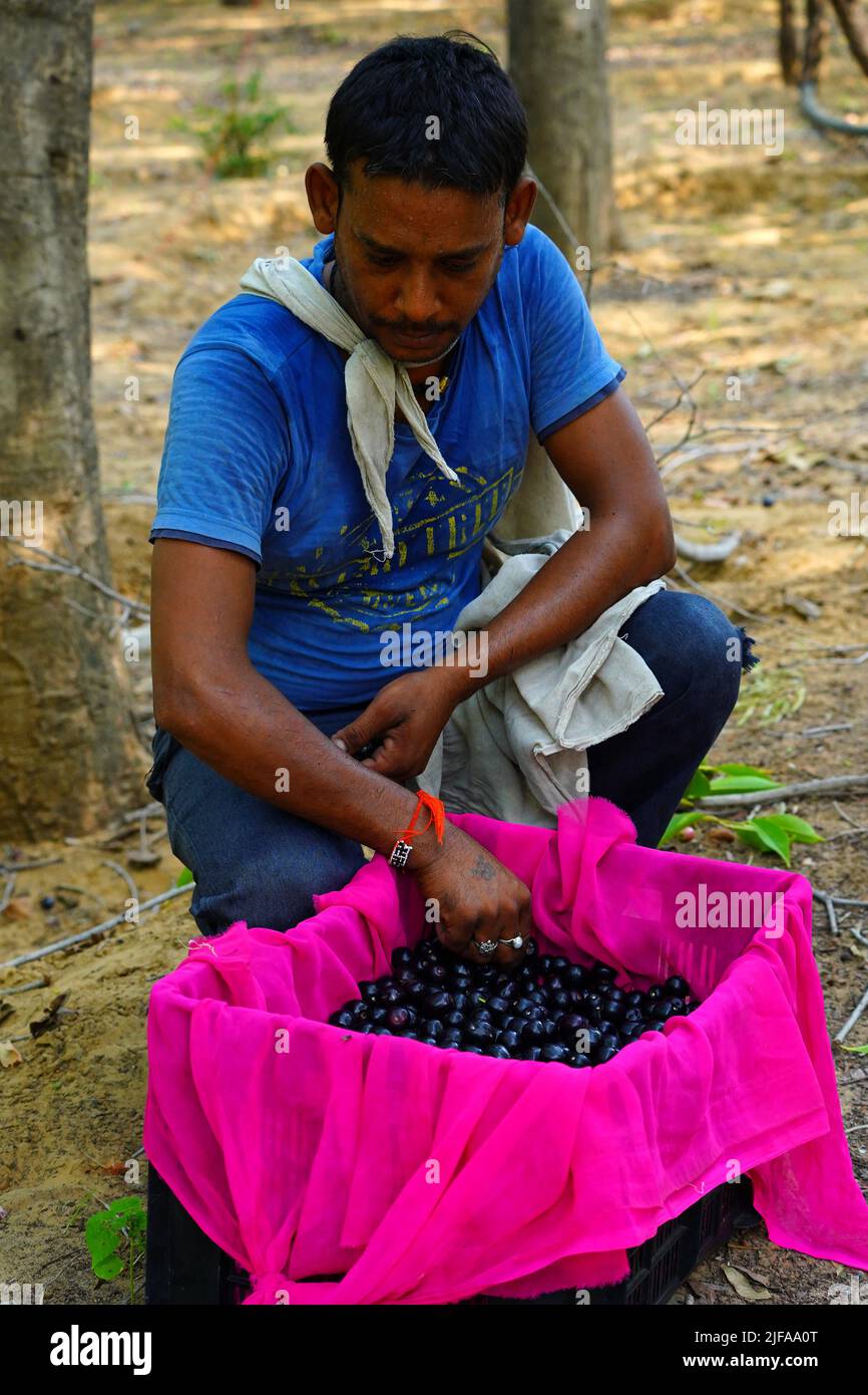 Indian Farmers Picks Jamun (Black Plums) Fruit from a farm in the Outskirts of Pushkar