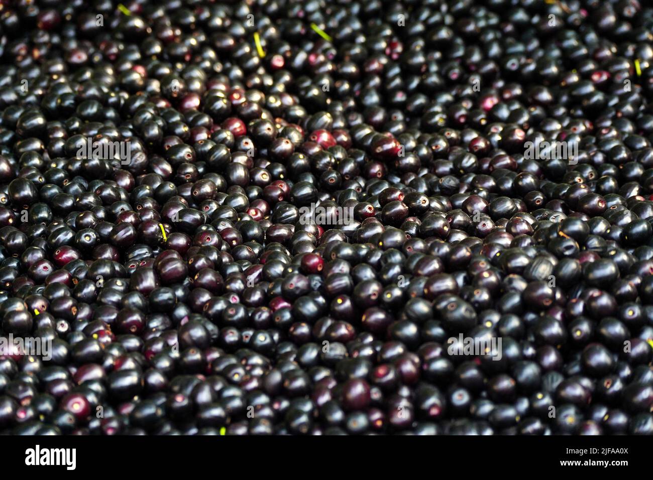 Indian Farmers Picks Jamun (Black Plums) Fruit from a farm in the Outskirts of Pushkar