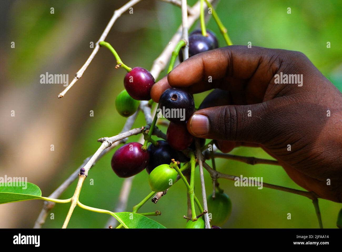 Indian Farmers Picks Jamun (Black Plums) Fruit from a farm in the Outskirts of Pushkar
