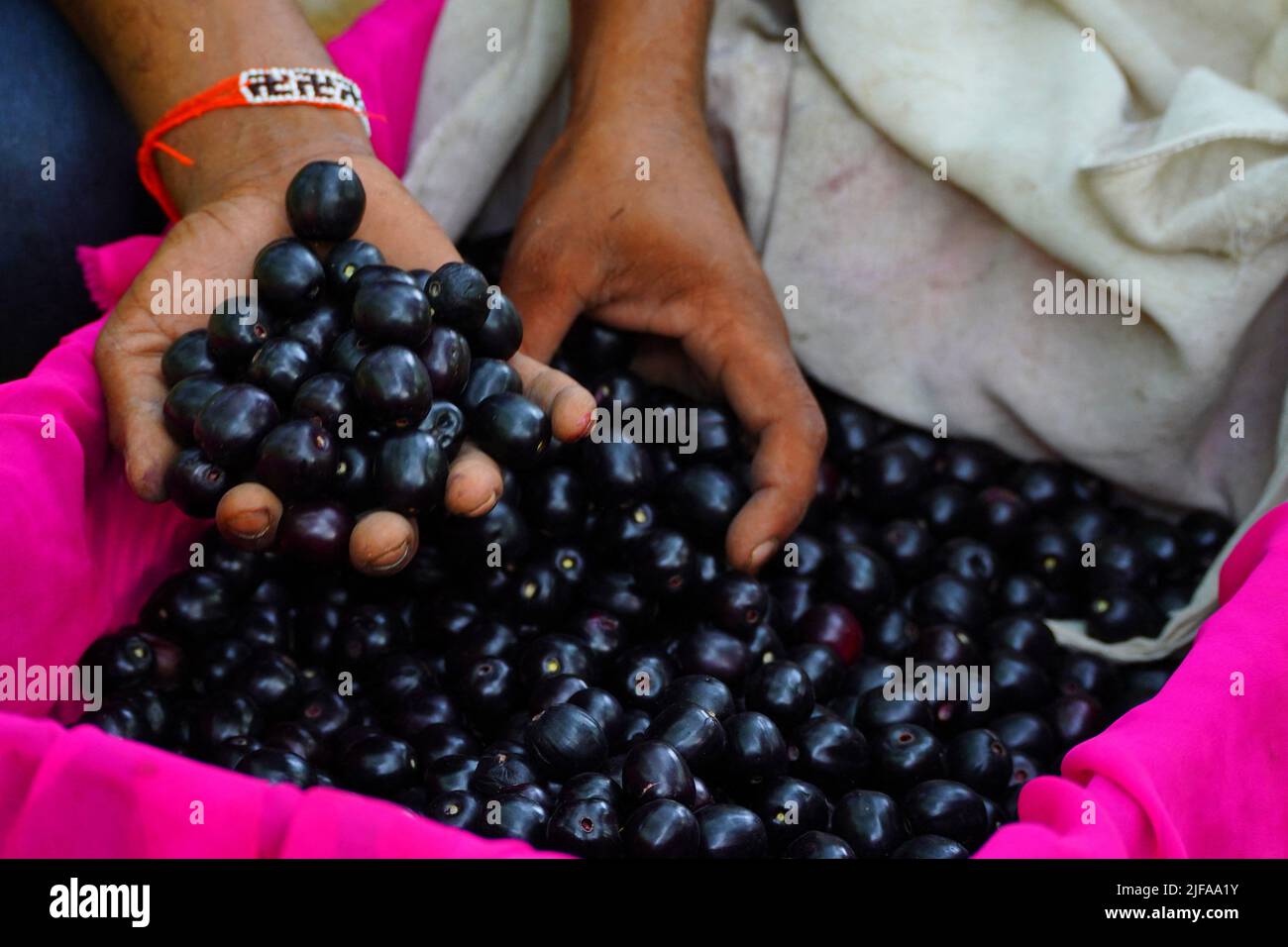 Indian Farmers Picks Jamun (Black Plums) Fruit from a farm in the Outskirts of Pushkar