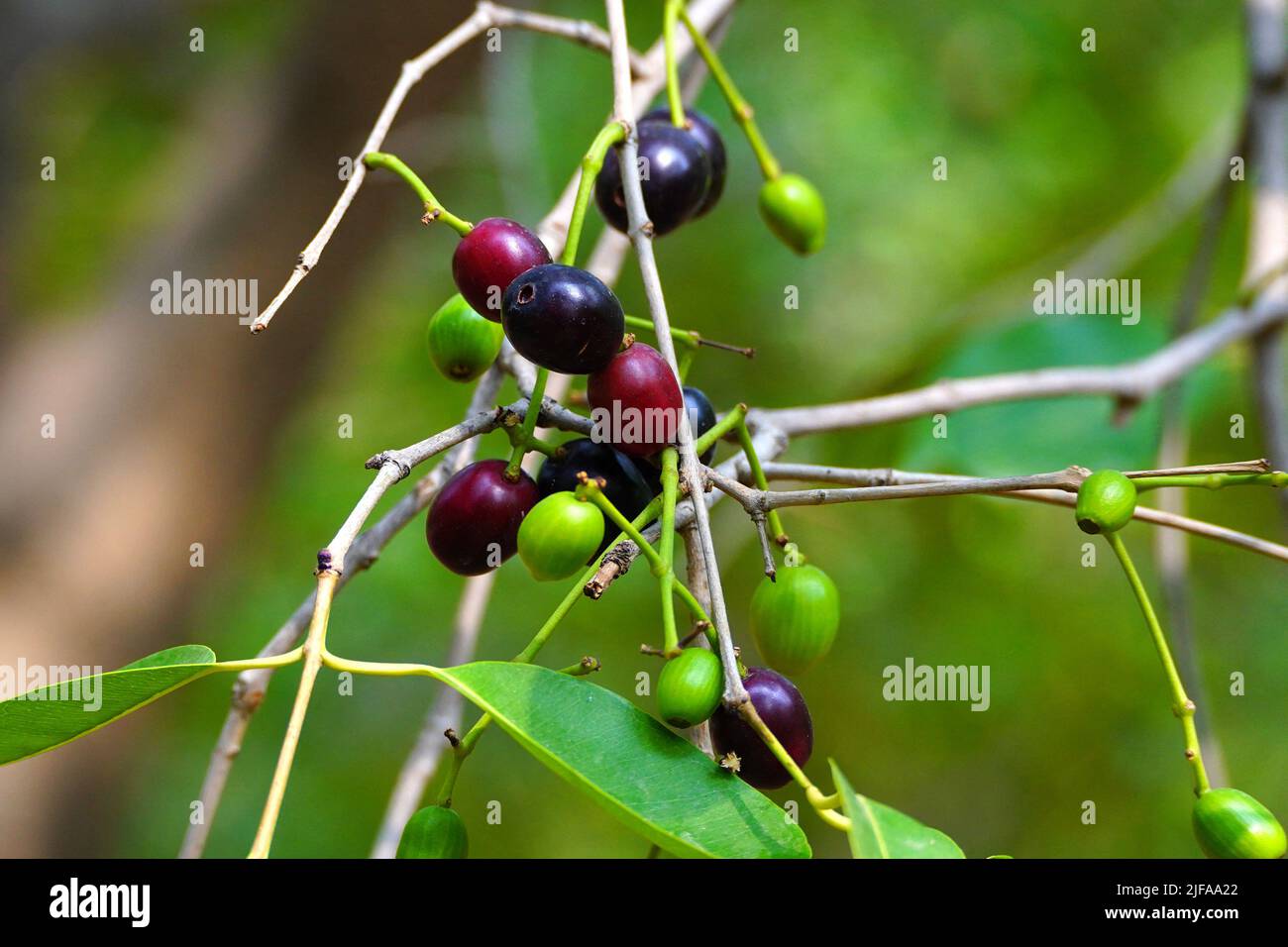 Indian Farmers Picks Jamun (Black Plums) Fruit from a farm in the Outskirts of Pushkar
