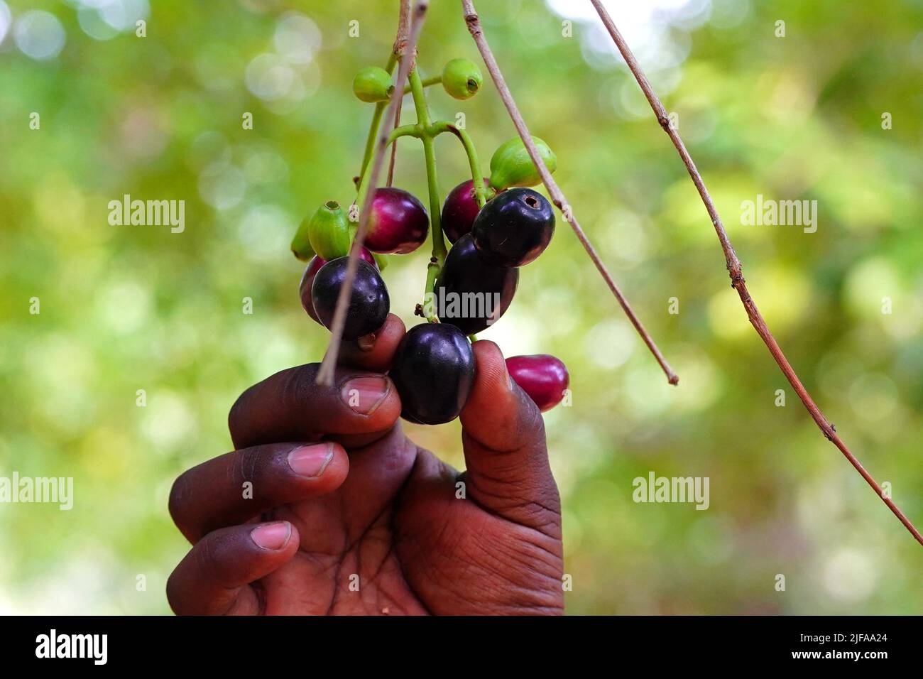 Indian Farmers Picks Jamun (Black Plums) Fruit from a farm in the Outskirts of Pushkar