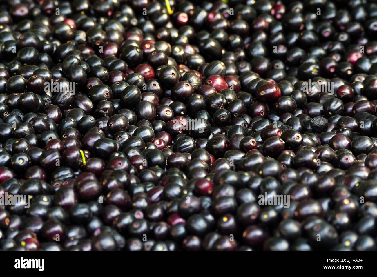 Indian Farmers Picks Jamun (Black Plums) Fruit from a farm in the Outskirts of Pushkar