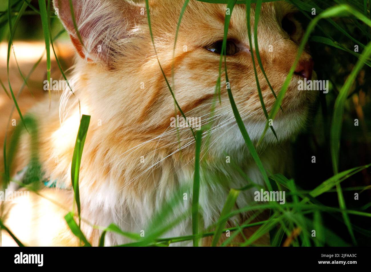 The Cat Has a Walk in the Forest Stock Photo - Alamy