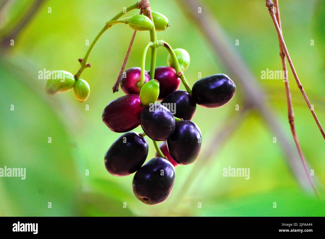 Indian Farmers Picks Jamun (Black Plums) Fruit from a farm in the Outskirts of Pushkar