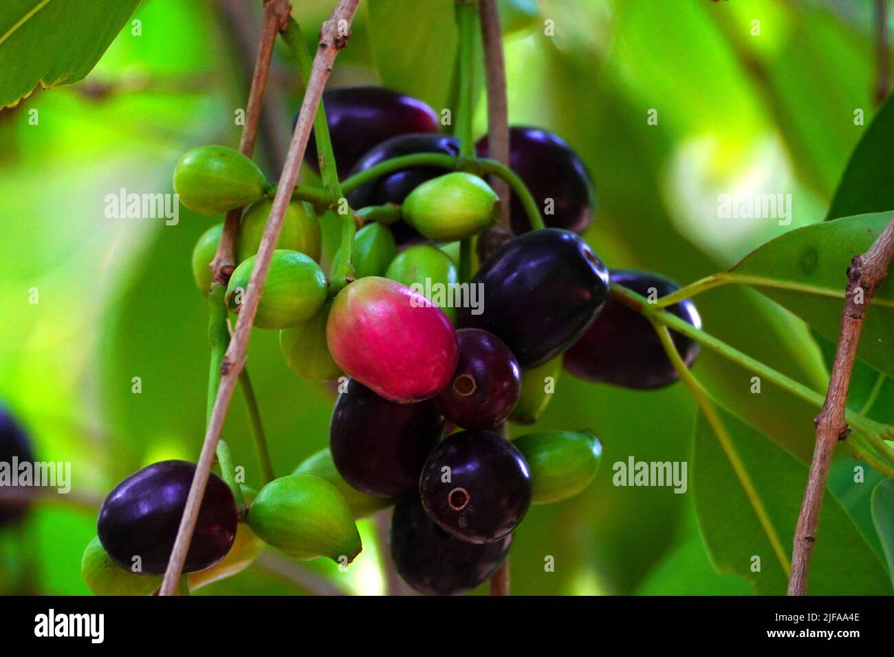 Indian Farmers Picks Jamun (Black Plums) Fruit from a farm in the Outskirts of Pushkar