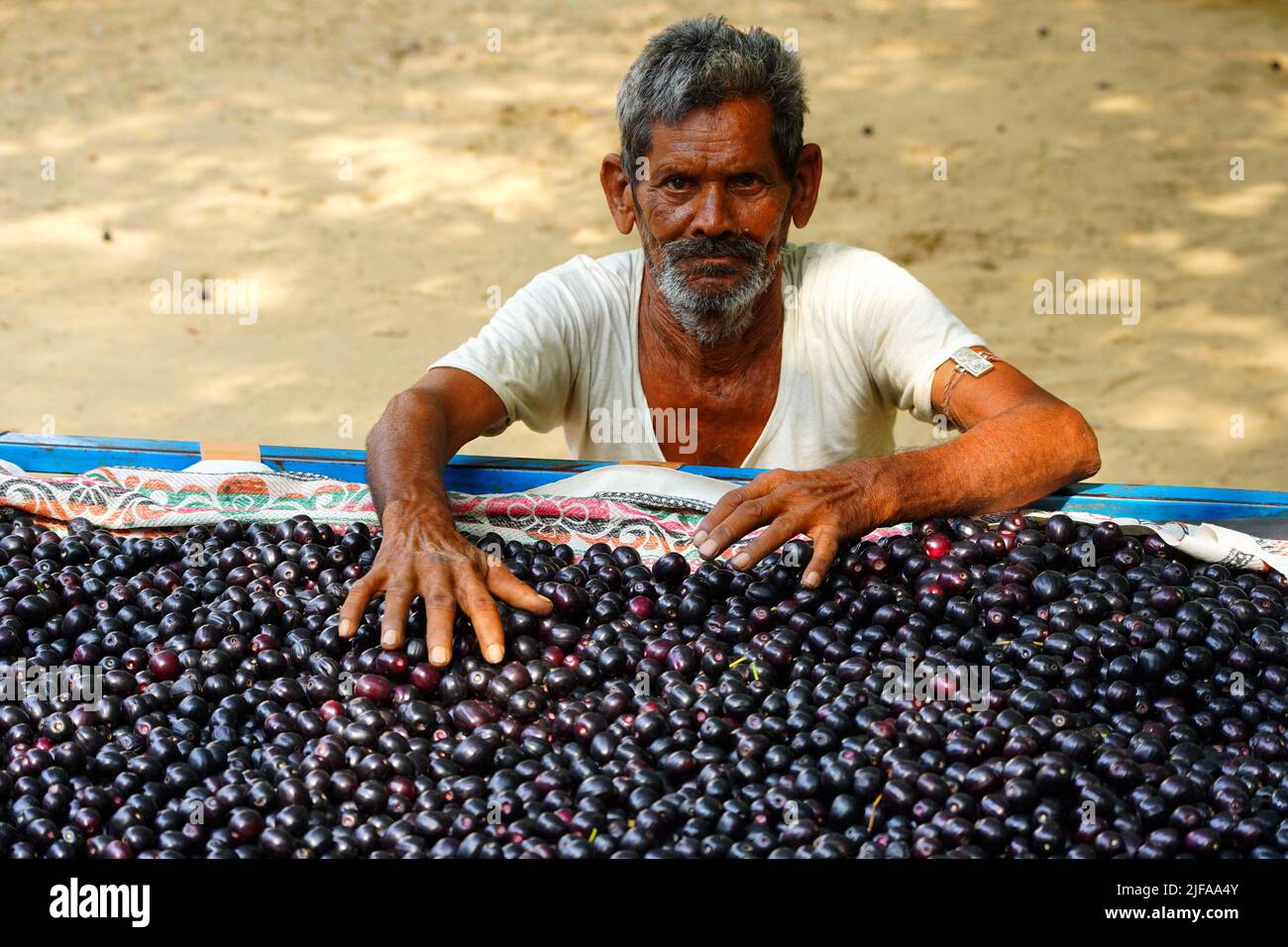 Indian Farmers Picks Jamun (Black Plums) Fruit from a farm in the Outskirts of Pushkar