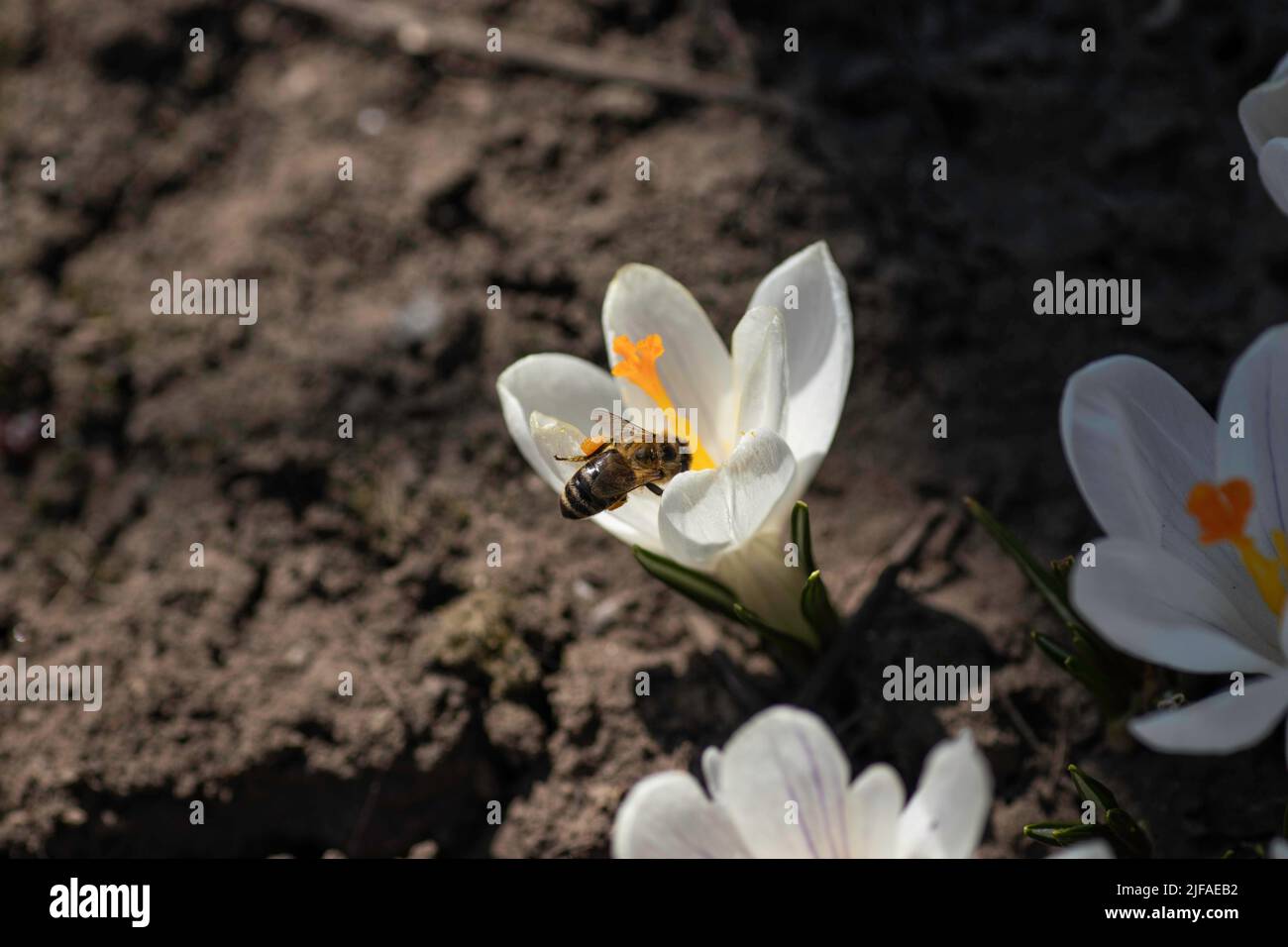 large white flower with a yellow center and a bee on it Stock Photo