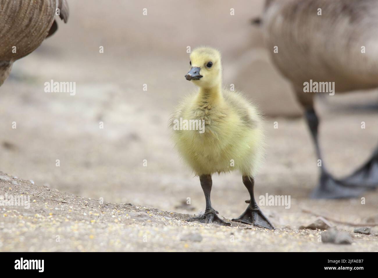 One little fluffy yellow Canada goose Branta canadensis gosling in Springtime Stock Photo