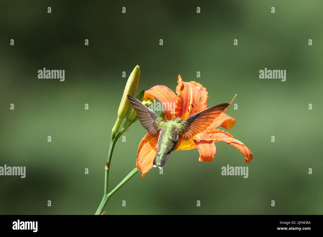 Ruby throated hummingbird Archilochus colubris visiting a lily flower to feed on sugary nectar Stock Photo