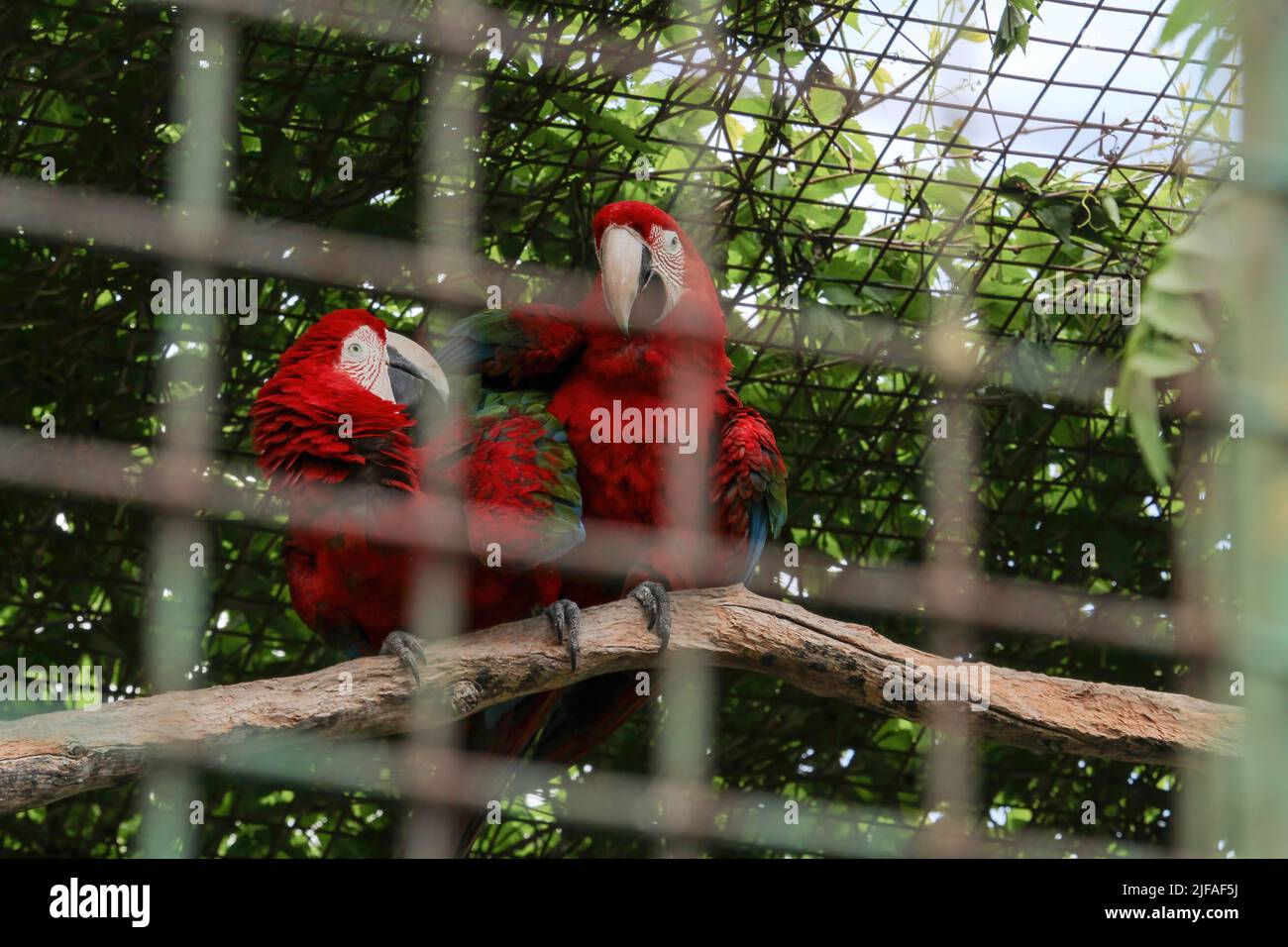 The beautiful birds Greenwinged Macaw. red macaw sits in a cage at the ... - Macaw Bird Keeping Multiple Colors In A Shared Cage With Rocks