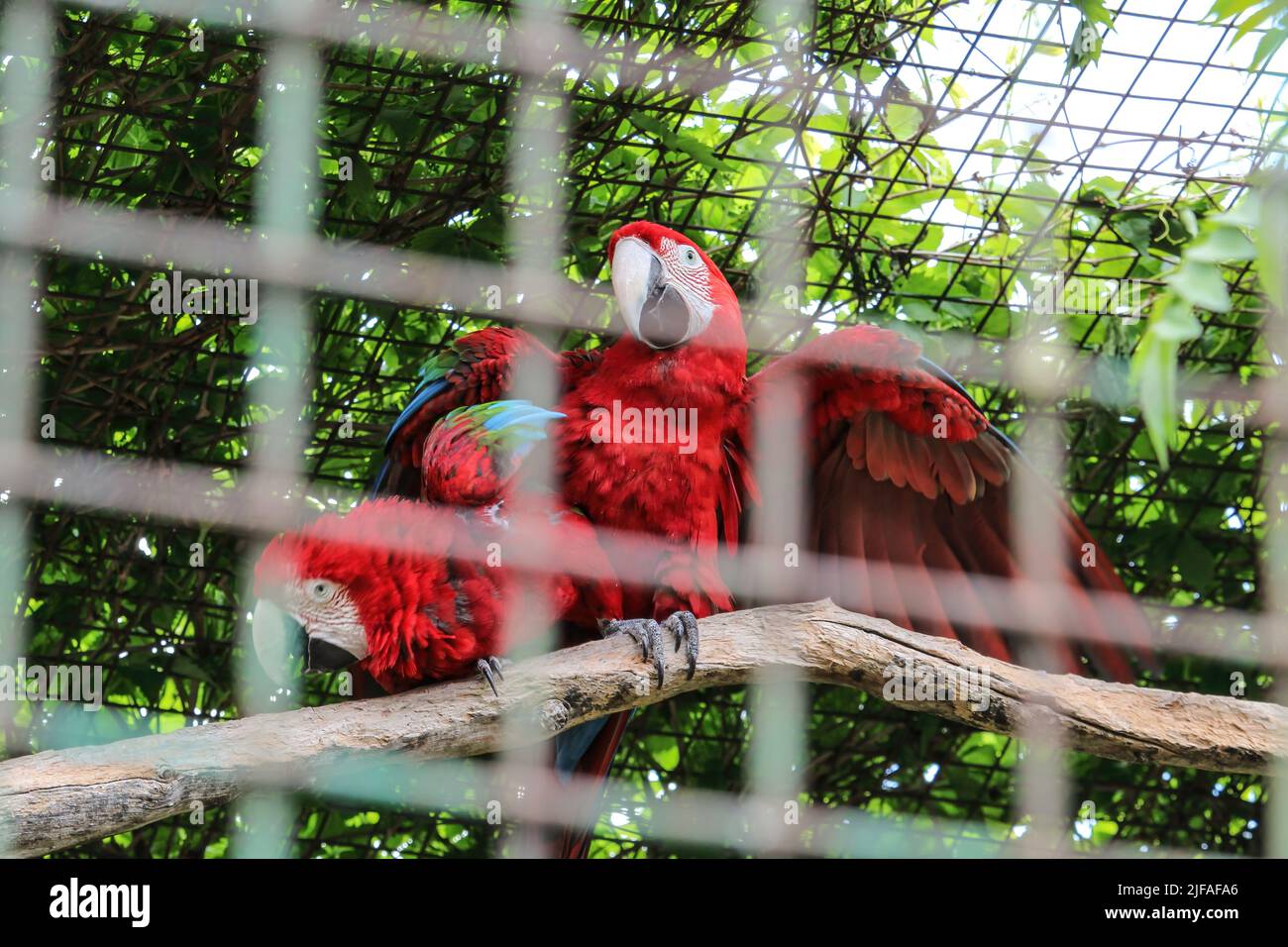 Image showcasing The beautiful birds Greenwinged Macaw. red macaw sits in a cage at the ...