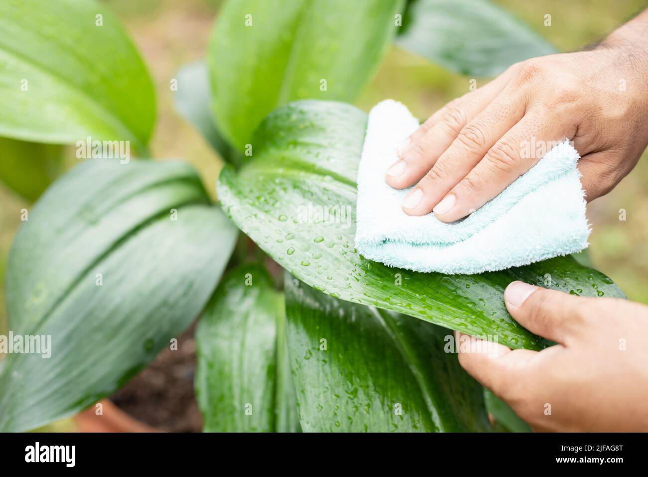 Close up hand using cloth to cleaning on plant leaf (Eucharis x grandiflora). Take care to the plant concept. Outdoor shooting. Stock Photo