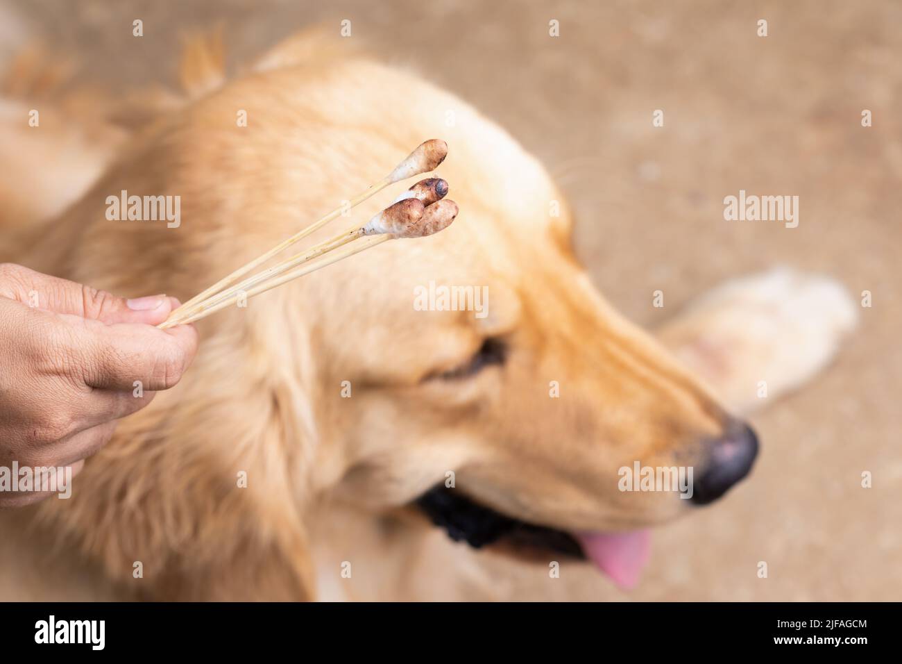 Hand holding dirty cotton bud beside a brown dog (Golden Retrievers