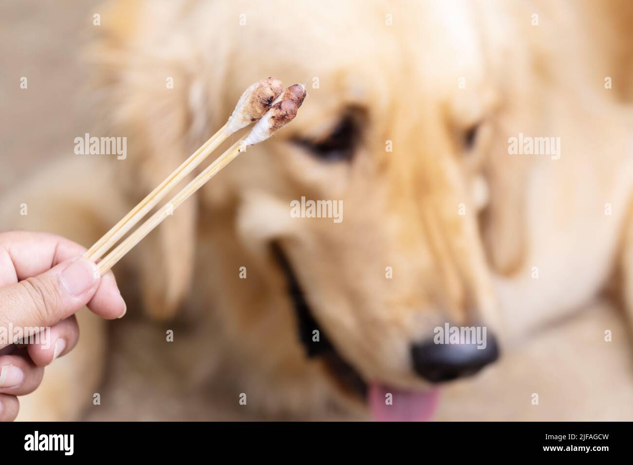 Hand holding dirty cotton bud beside a brown dog (Golden Retrievers