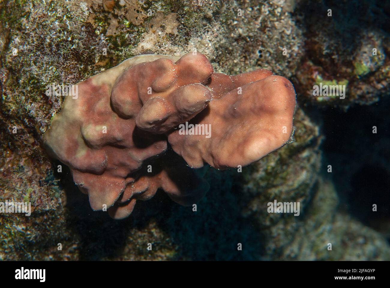 Stony coral, Stylophora pistillata, Pocilloporidae, Sharm el Sheikh, Red Sea, Egypt Stock Photo