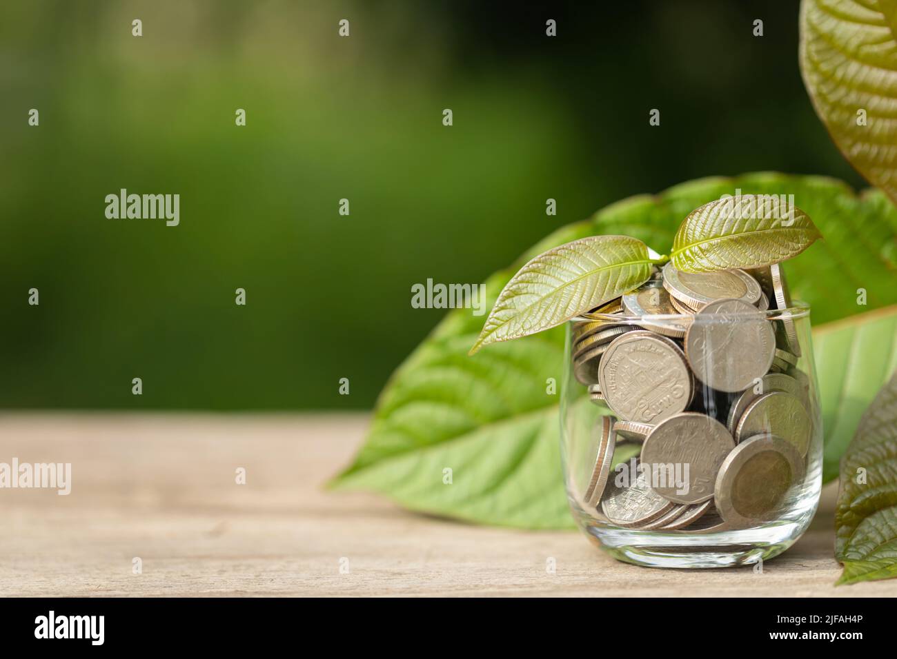 Close up young fresh Mitragyna speciosa leaf or  kratom tree in coin jar on wooden background Stock Photo