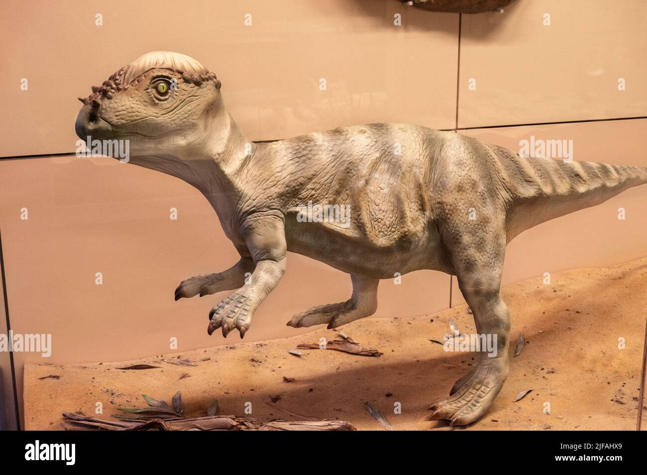 Recostruction of Stenopelix valdensis, Ornithischia, Naturkundemuseum im Ottoneum, Kassel, Germany, Europe Stock Photo